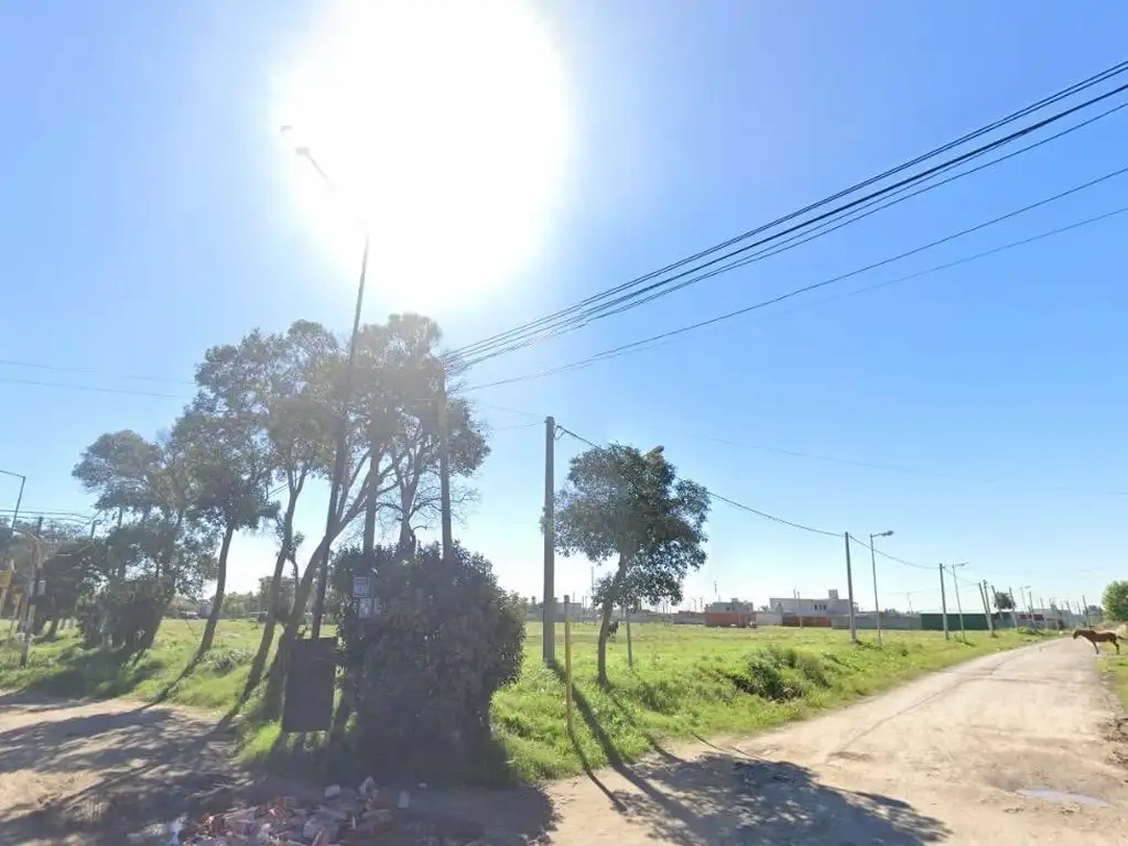 Las cortaderas