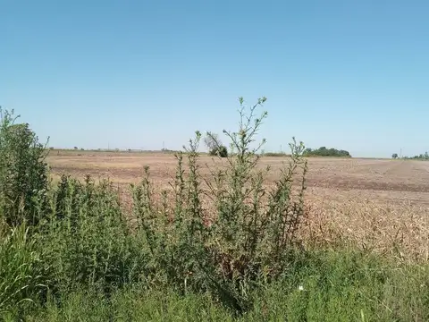 Lagomarsino 50