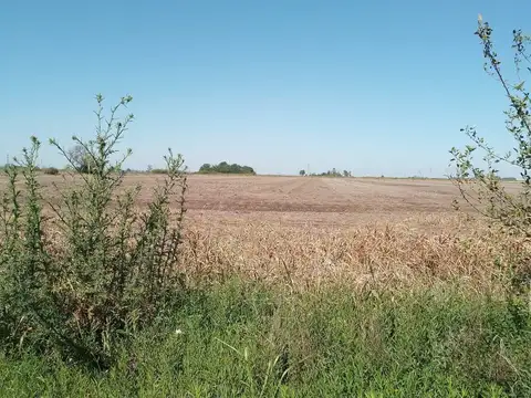 Lagomarsino 50