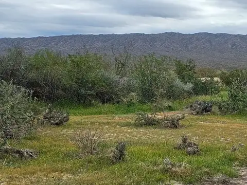Campo 8650Has Sobre Ruta 40 Talacasto Ullum