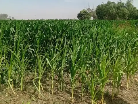 Campo en Venta de 3,50  ha