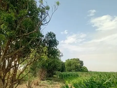 Carmen del Sauce - Campo de 3.5 hectareas para agricultura