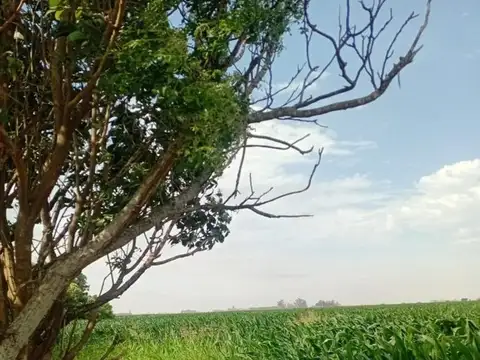 Carmen del Sauce - Campo de 3.5 hectareas para agricultura