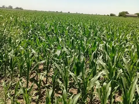 Campo en Venta de 3,50  ha