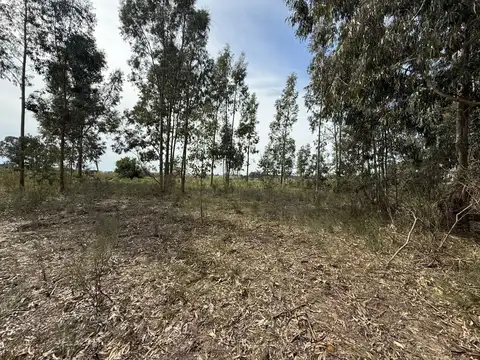 CHACRA EN VENTA - 4 HA - CANELON CHICO