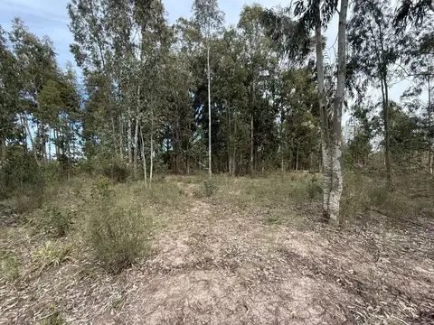 Ruta 66
