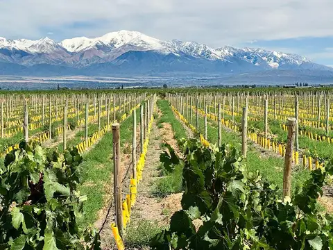 Terreno en Venta en Tupungato, USD 30.000
