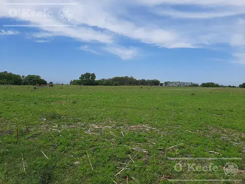 10 has en Cazón "El pueblo del millón de arboles"