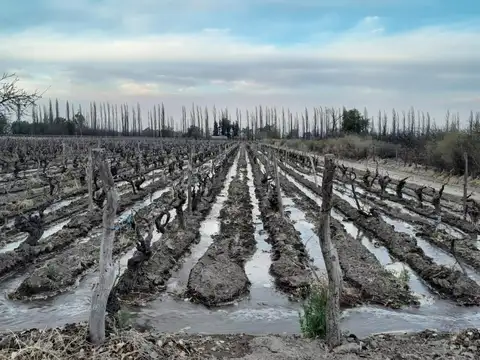 Barrera