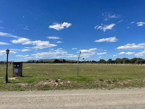 verbenas   campo