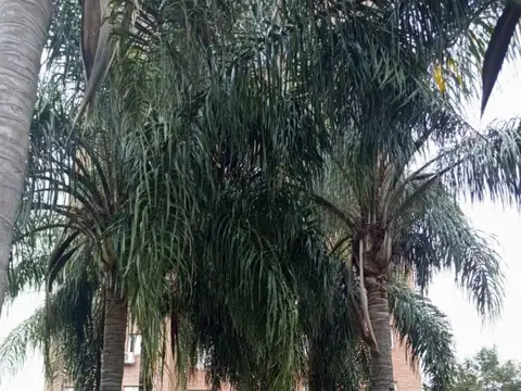 Mendoza 3800