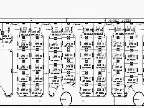 Carola Lorenzini 4651