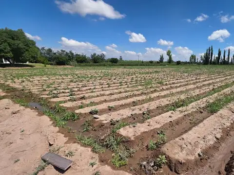 Venta Finca El Algarrobal Mendoza