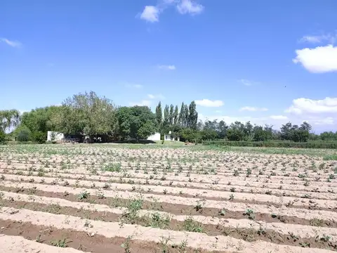Venta Finca El Algarrobal Mendoza