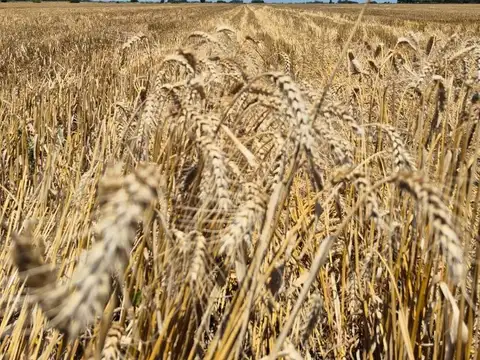 Campo en Venta de 1,77  ha