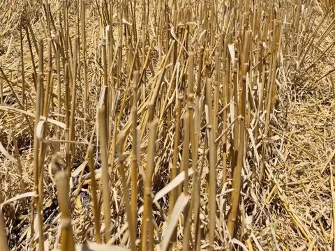 Campo en Venta Agrícola