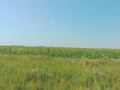 Las Petacas- Sta. Fe  246 Has