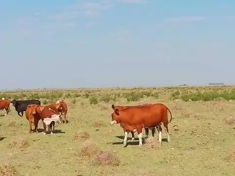 Las Petacas- Sta. Fe  246 Has