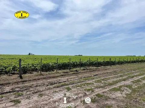 385 HAS AYACUCHO RUTA 74 GANADERIA Y AGRICULTURA