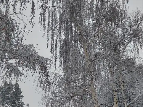 Del bajo con los Abedules 100