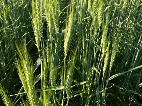 VENTA DE CAMPO EN SAGUIER SUELO 1