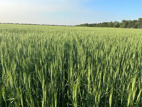 VENTA DE CAMPO EN SAGUIER SUELO 1