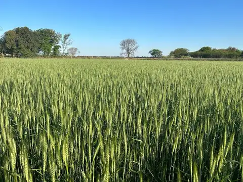 VENTA DE CAMPO EN SAGUIER SUELO 1