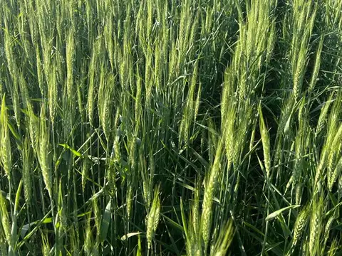 VENTA DE CAMPO EN SAGUIER SUELO 1