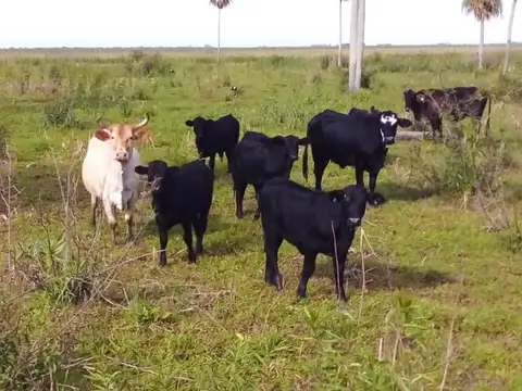 Oportunidad- Campo Ganadero armado sobre ruta en Formosa-