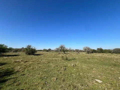 Campo 216 hec ganadero-ovino Sauce Corrientes