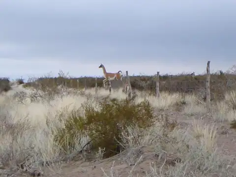 Campo en Venta en Puelen, Puelén