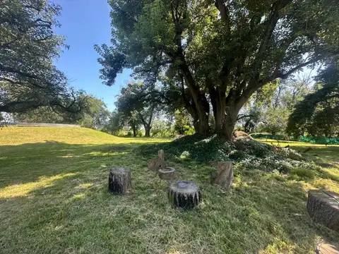 Carlos de Linneo 100