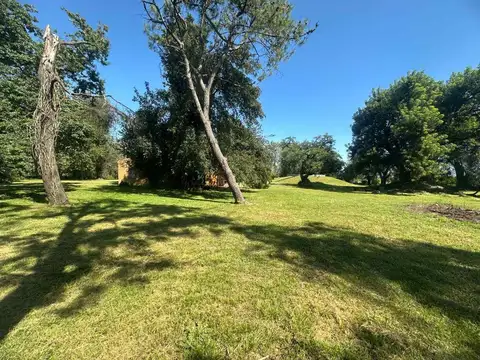 Carlos de Linneo 100