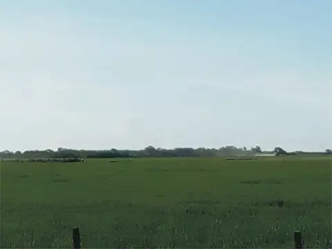 Campo en Saladillo, Sante Fe. 195 ha