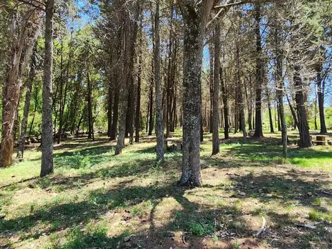 VENTA- CAMPO “LA BUENAVENTURA”– 100 HAS- VILLA TULUMBA