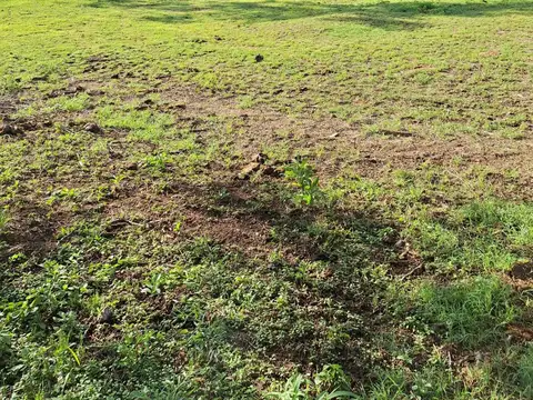 VENTA- CAMPO “LA BUENAVENTURA”– 100 HAS- VILLA TULUMBA