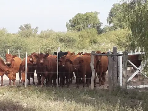 Venta campo ganadero 7200ha mza. apto pistachio