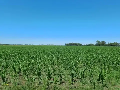 Venta de 4 Hectáreas  En Olmos Horticolas