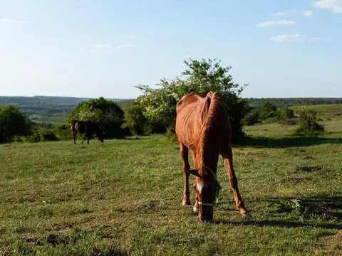 40 ha en Venta Campo Ganadero en Coronda Acepta permuta en Rosario