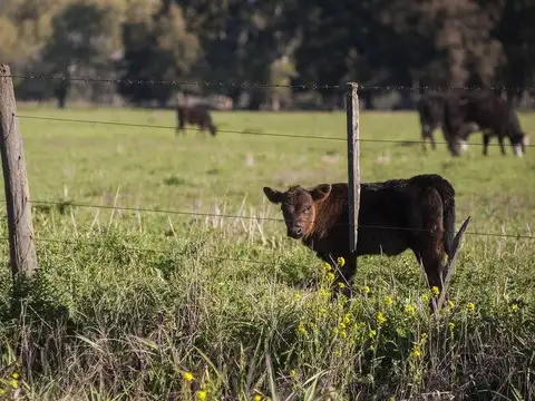 40 ha en Venta Campo Ganadero en Coronda Acepta permuta en Rosario