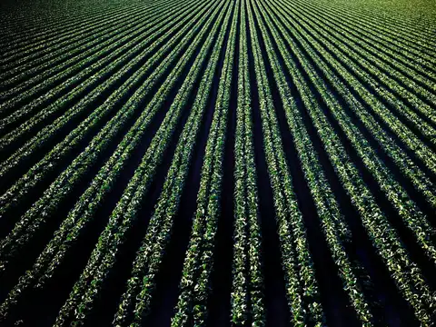 40 has Campo Ganadero en Coronda