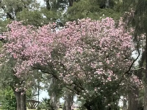 Tres Pinos - Villa de campo, General Rodríguez, Provincia de Buenos Aires, Argentina