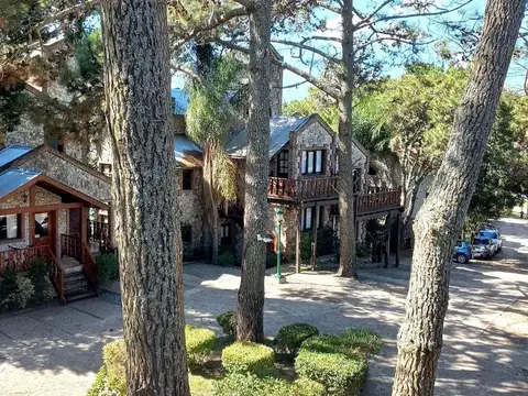 Arbol del Cielo 1600