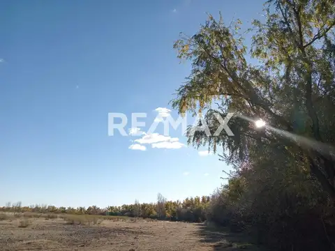 Alquila Chacra 63 ha costa Rio Limay Cipolletti RN