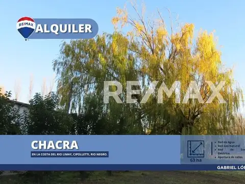 Alquila Chacra 63 ha costa Rio Limay Cipolletti RN