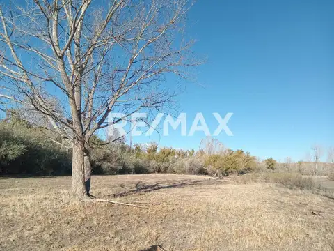Alquila Chacra 63 ha costa Rio Limay Cipolletti RN