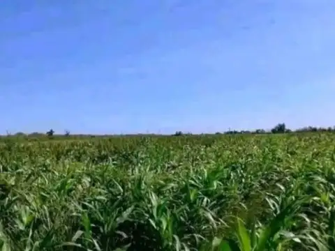 Venta de Campo MIXTO 211HAS La Carlota