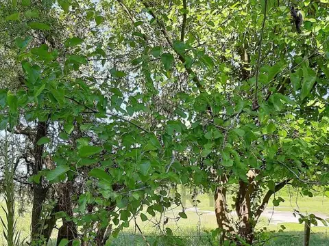 Terreno en Venta en Ingeniero Maschwitz, USD 950.000