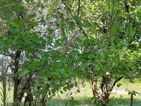 España y ruta 26 100, Piso 0