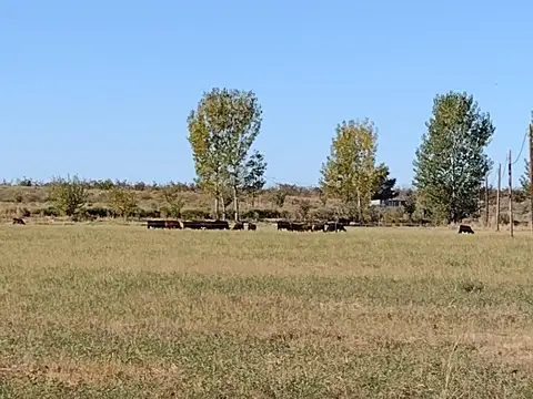 VENDO FINCA CAMPO POTREROS PASTURAS CAÑADA SECA